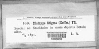 Diatrype stigma image